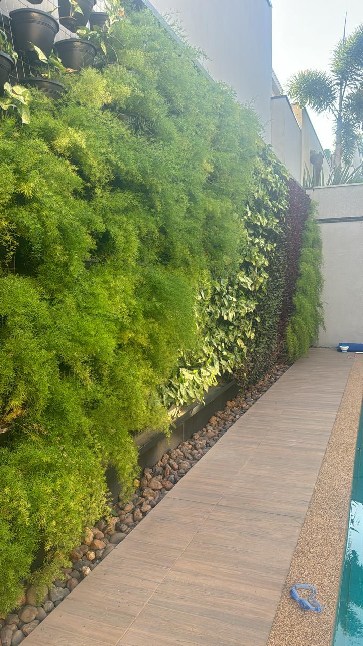 A mesma parede depois, com o jardim vertical natural formado
